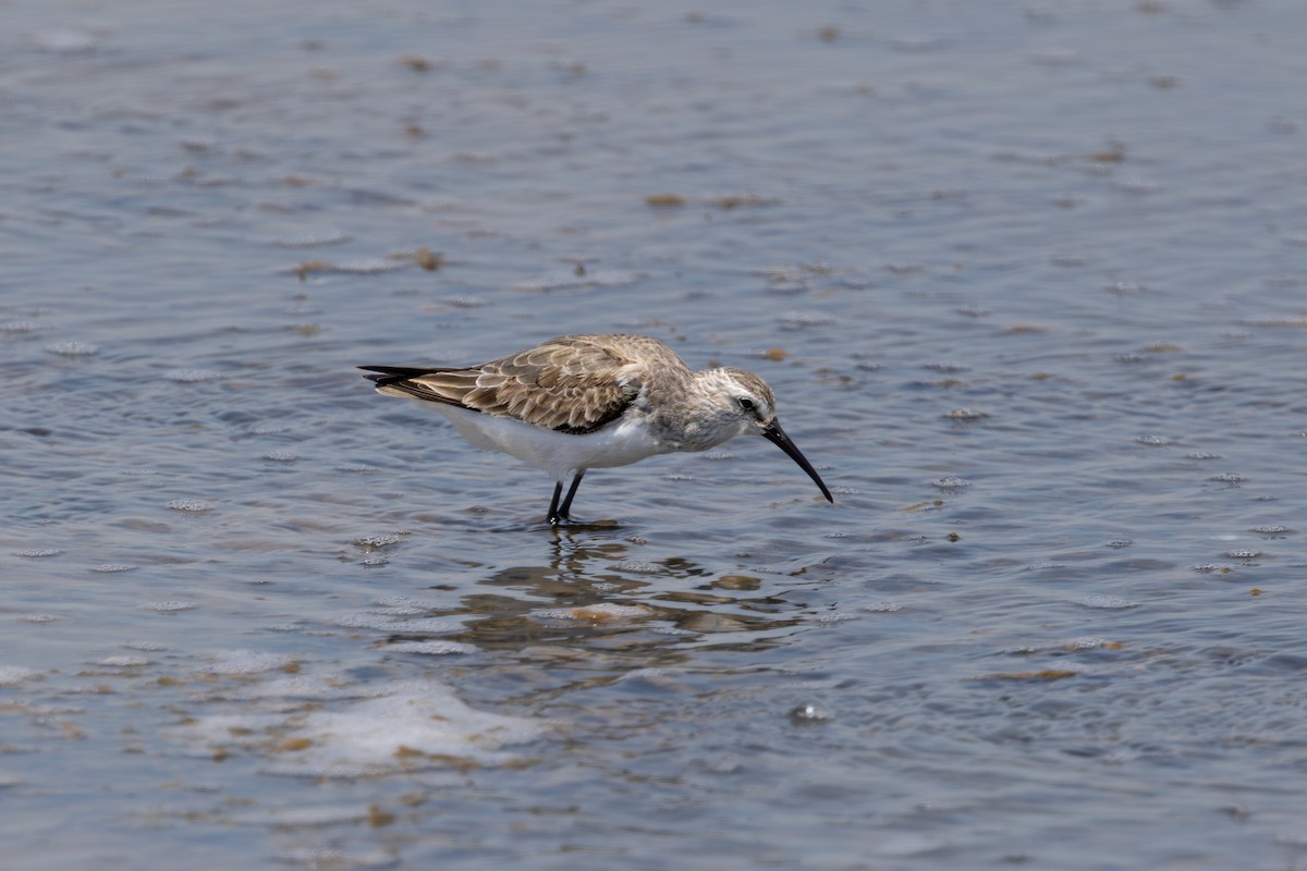 חופית מגלית - ML646689968