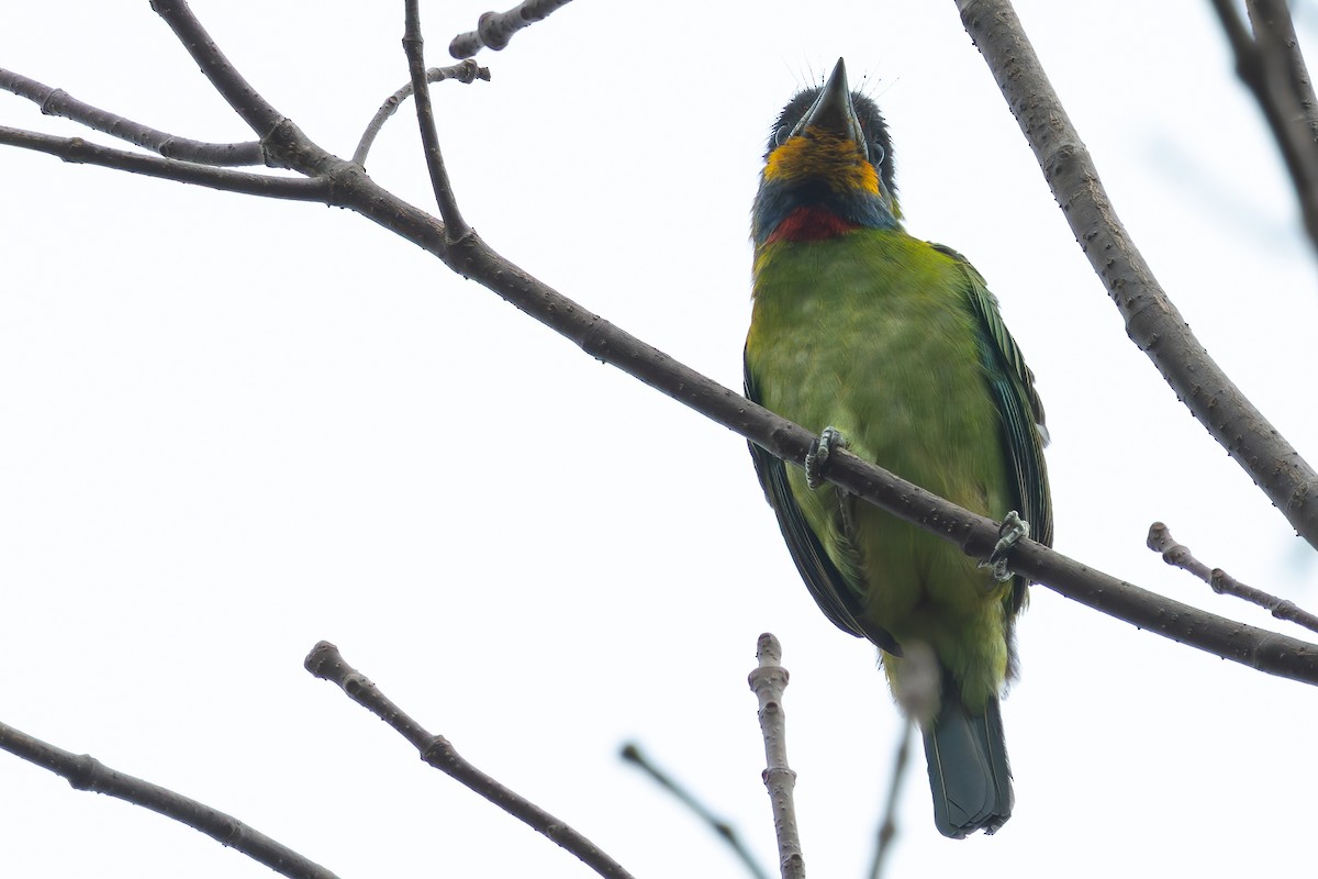 barbet chajnanský - ML646689969