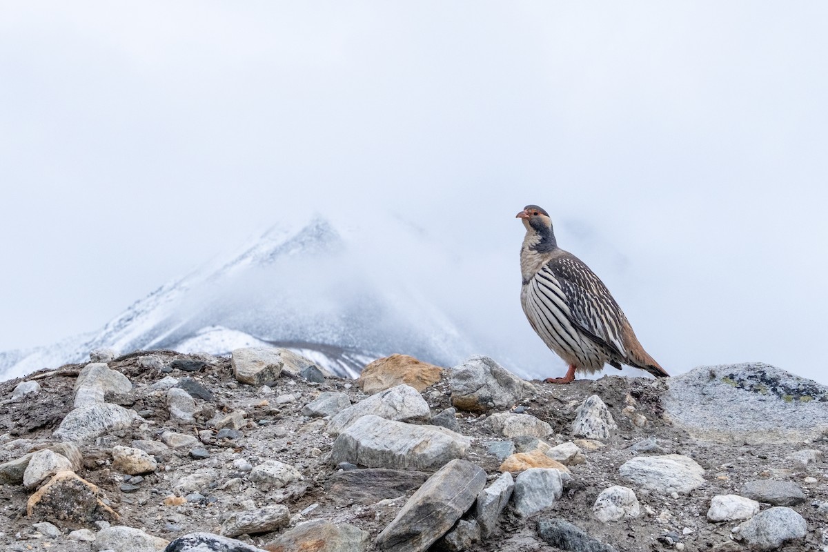 Tibetan Snowcock - ML646689972