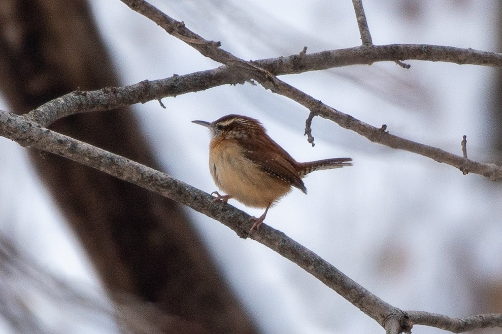 チャバラマユミソサザイ - ML646689973