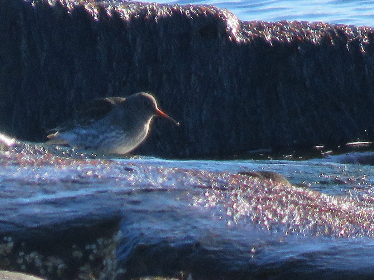 Piovanello violetto - ML646689974