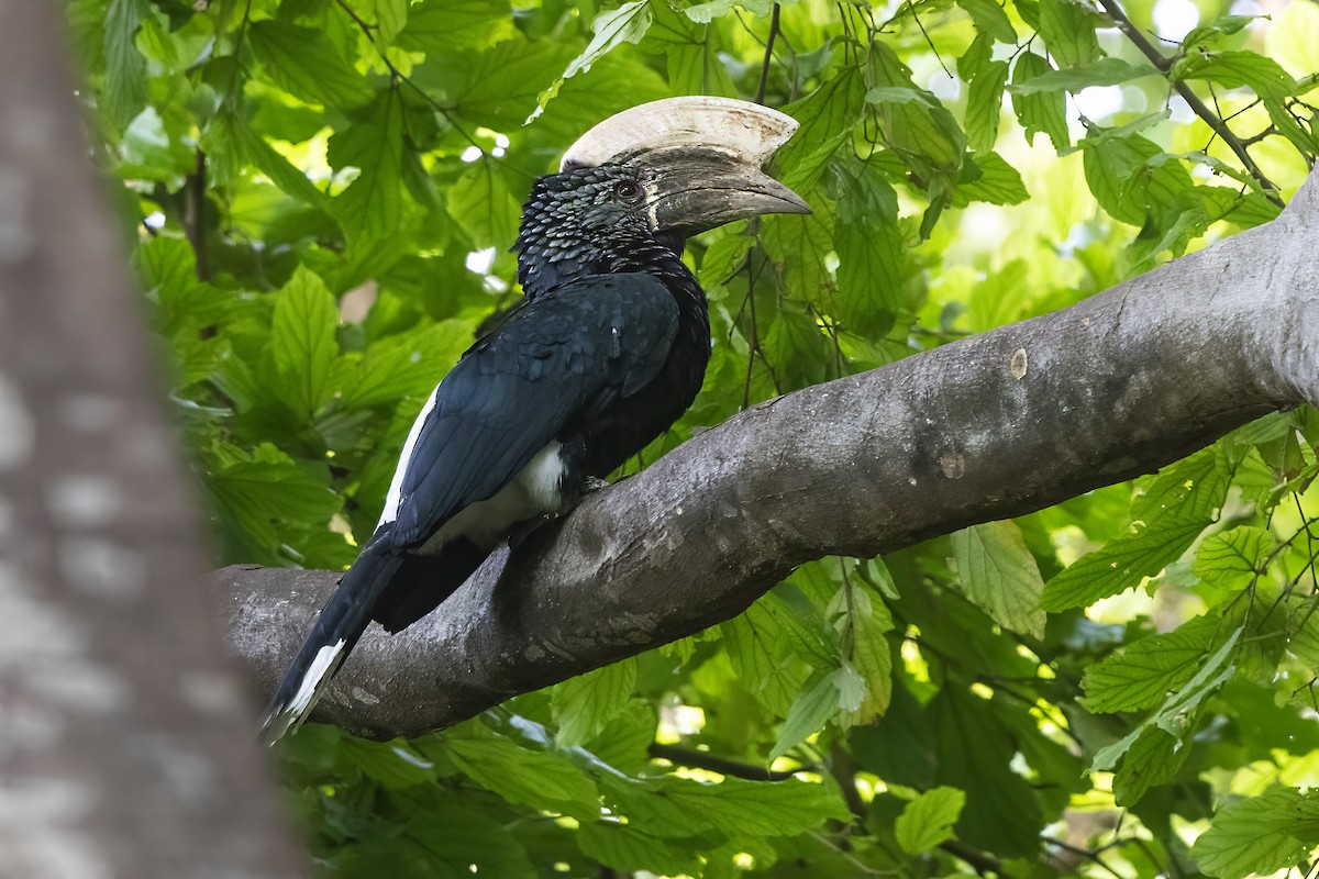 Silvery-cheeked Hornbill - ML646689976