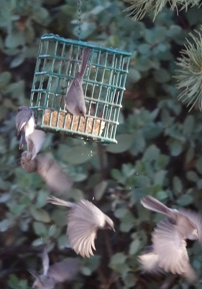 Bushtit - ML646689978