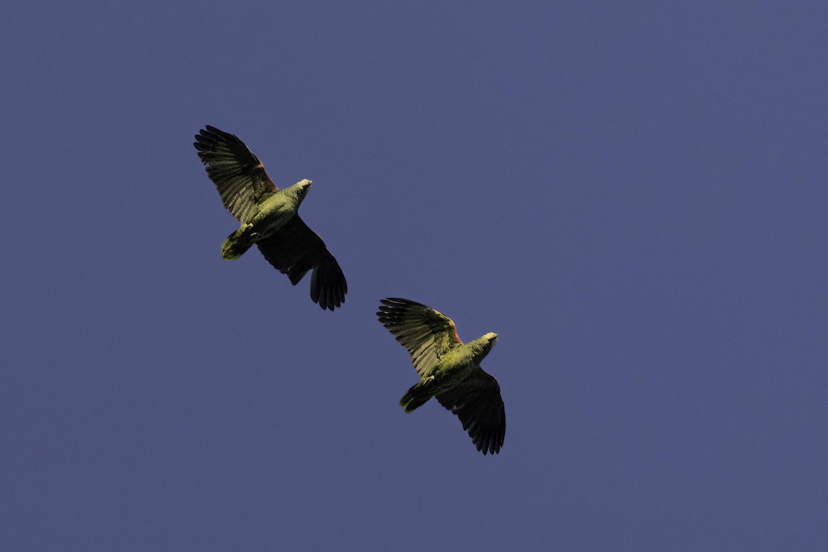 Yellow-headed Amazon - ML646689979