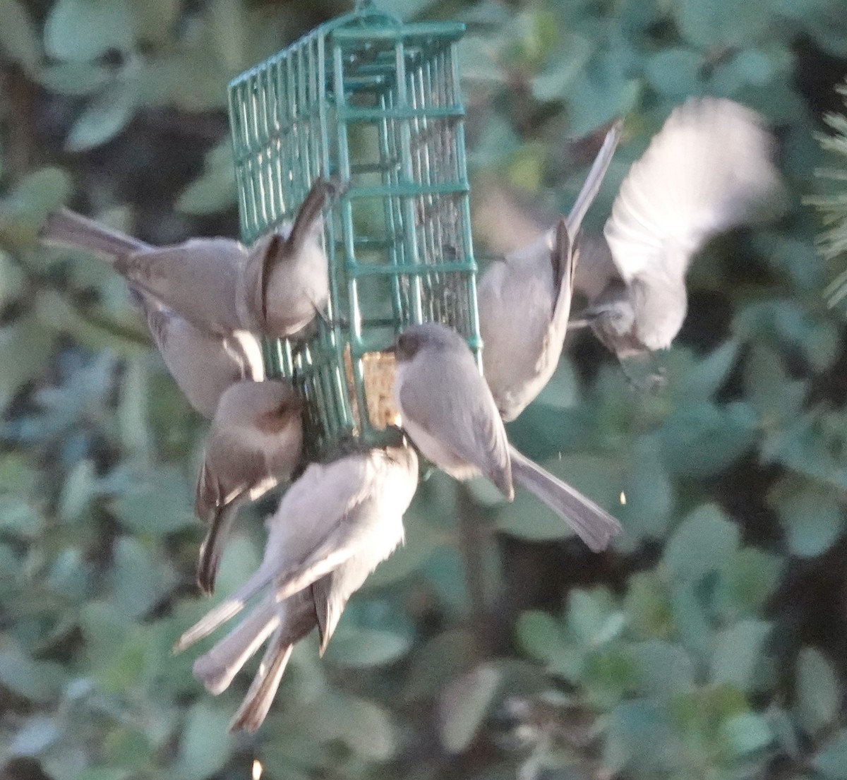 Bushtit - ML646689980