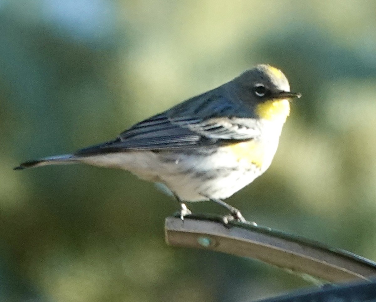 Yellow-rumped Warbler - ML646689986