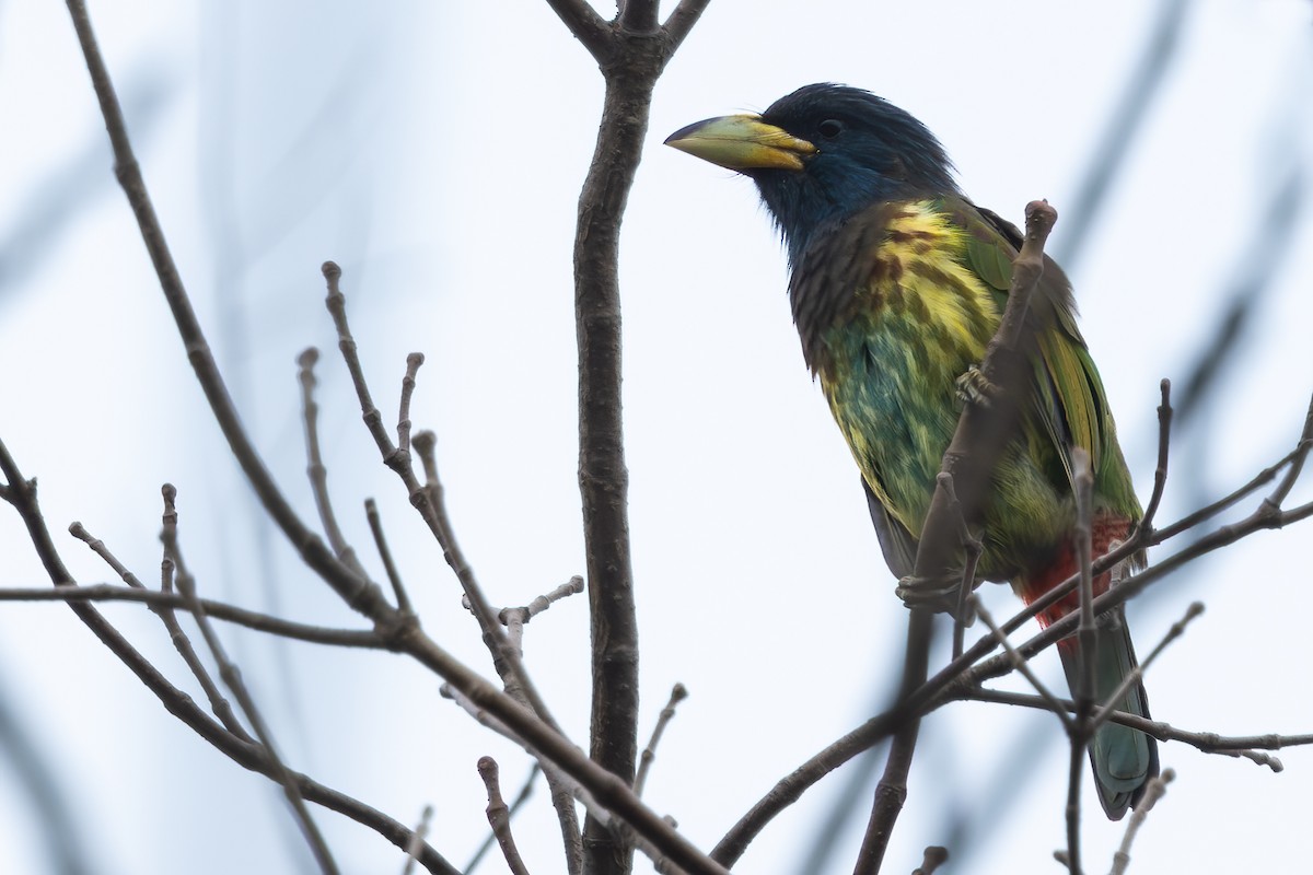 Great Barbet - ML646689992