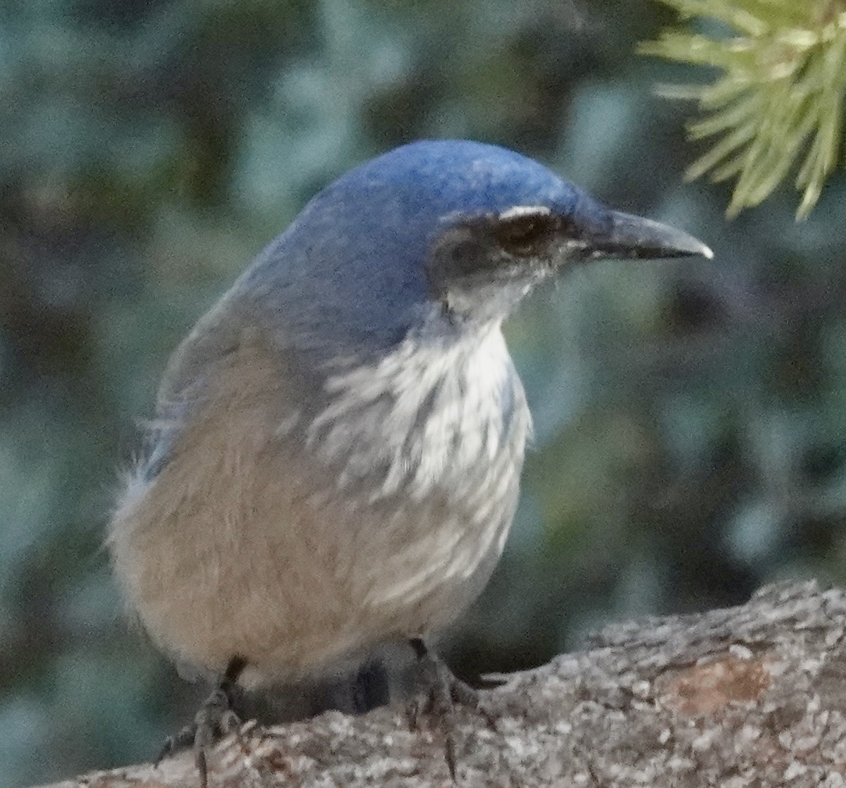 Woodhouse's Scrub-Jay - ML646689993