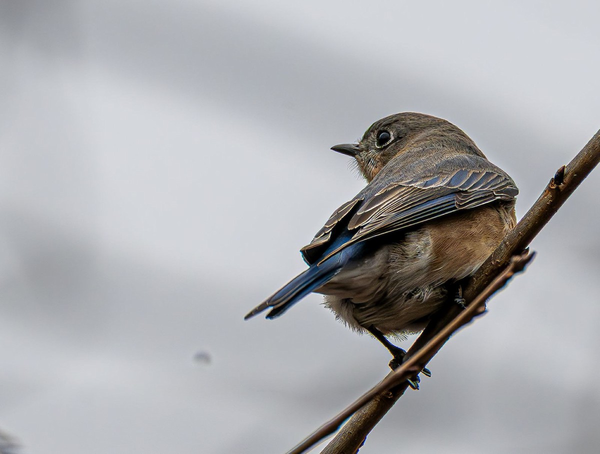 Eastern Bluebird - ML646689994