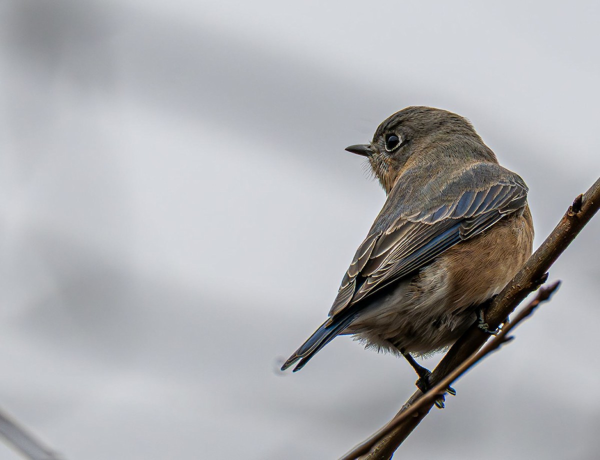 Eastern Bluebird - ML646689995