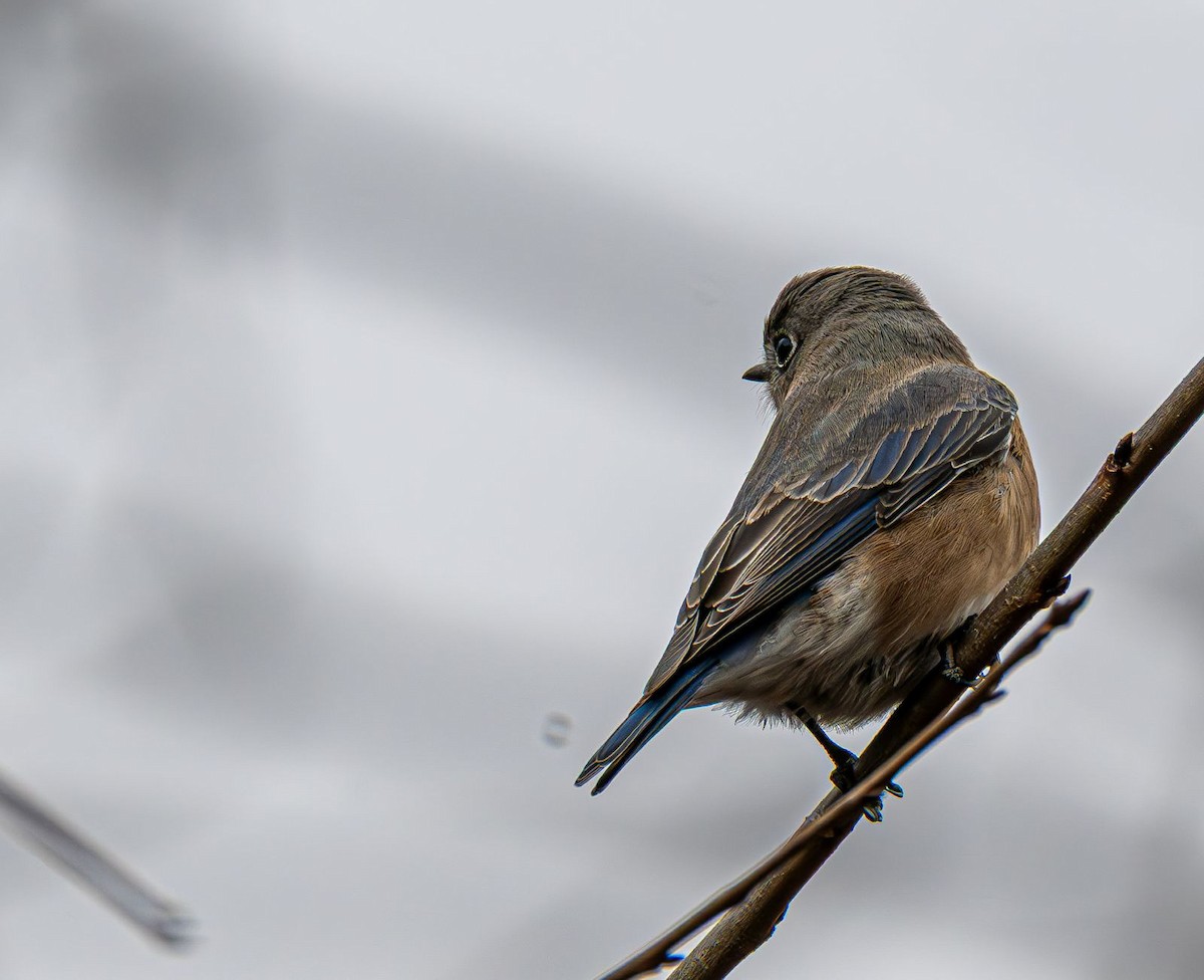 Eastern Bluebird - ML646689996