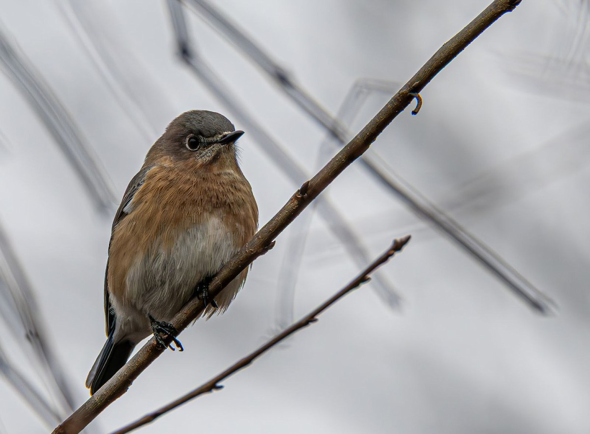 Eastern Bluebird - ML646689997