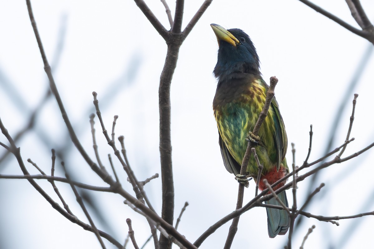 Great Barbet - ML646690001