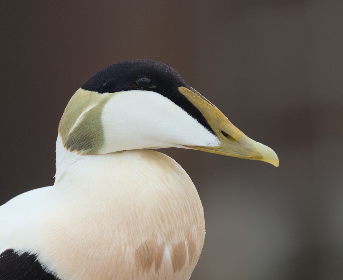 Common Eider - ML646690002