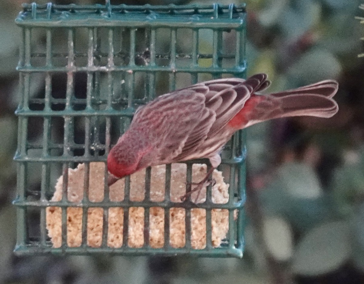 House Finch - ML646690003