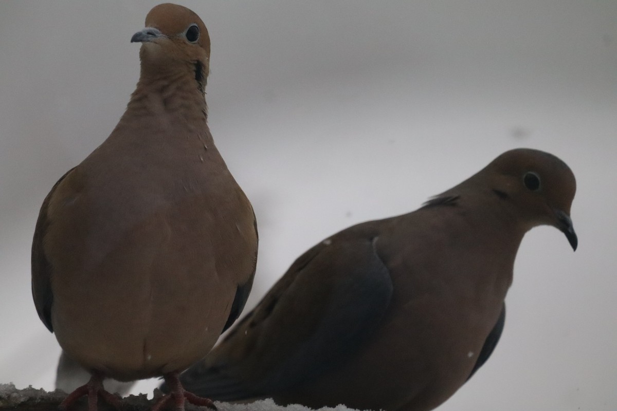 Uzun Kuyruklu Kumru - ML646690004