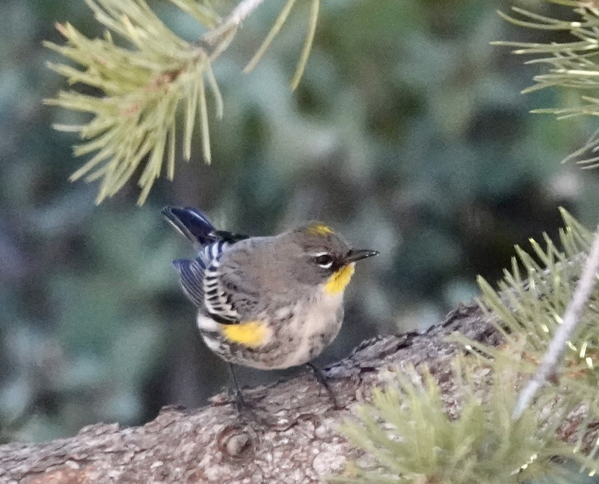 Yellow-rumped Warbler - ML646690009