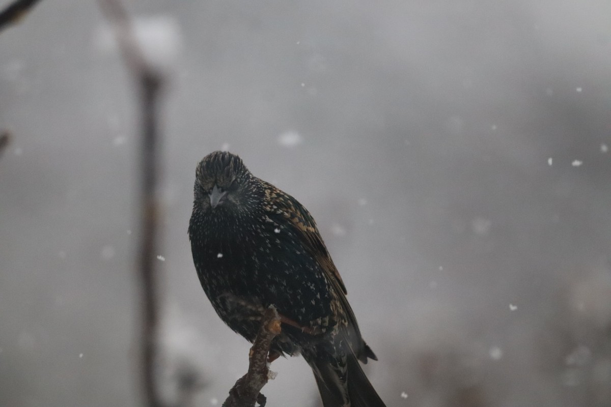 European Starling - ML646690010