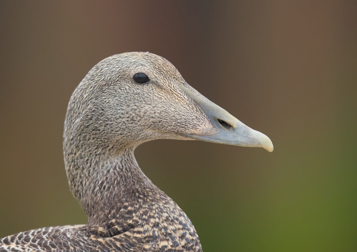 Common Eider - ML646690011