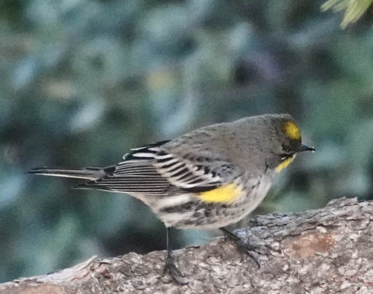 Yellow-rumped Warbler - ML646690013