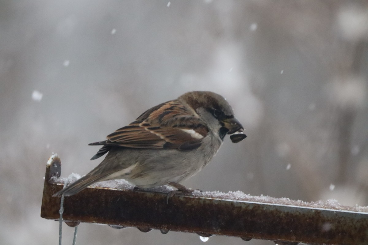 House Sparrow - ML646690015