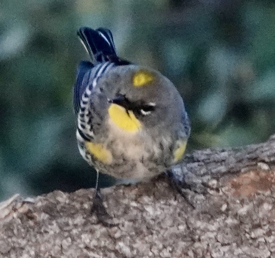 Yellow-rumped Warbler - ML646690023