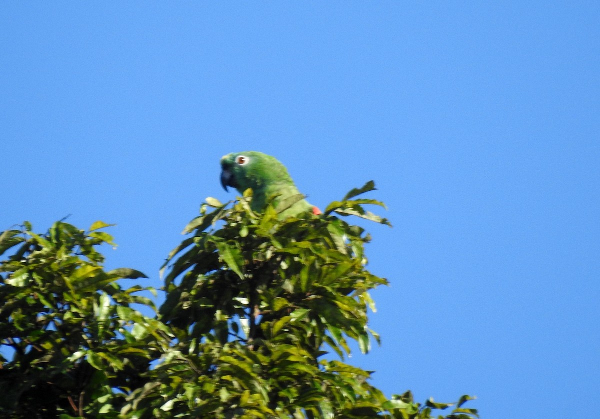 Желтошапочный амазон - ML646690024