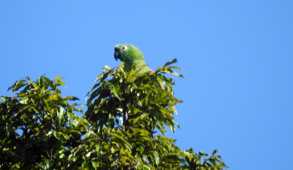 Желтошапочный амазон - ML646690025