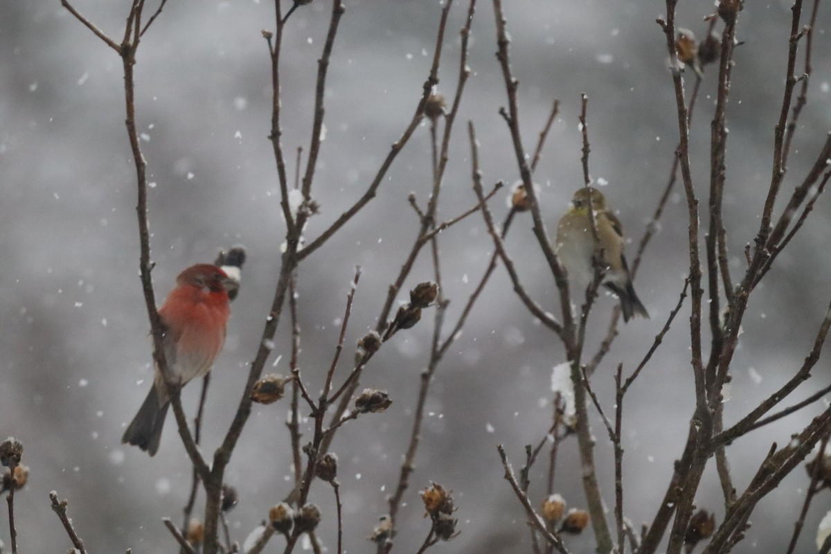 Roselin familier - ML646690026