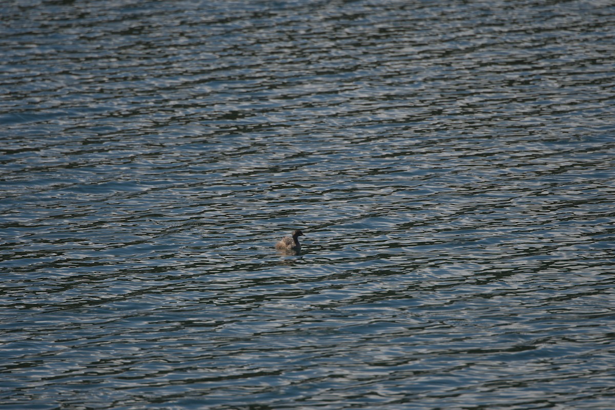 Australasian Grebe - ML646690033