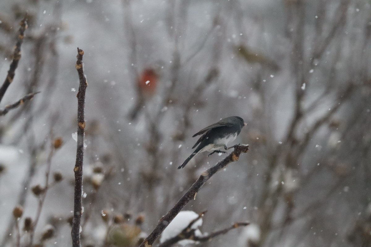 Dark-eyed Junco - ML646690035