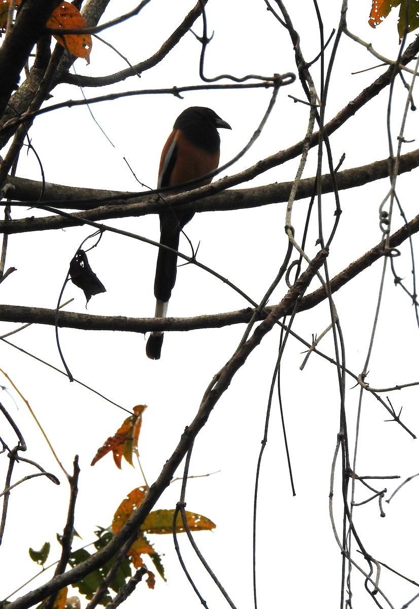 Rufous Treepie - ML646690056