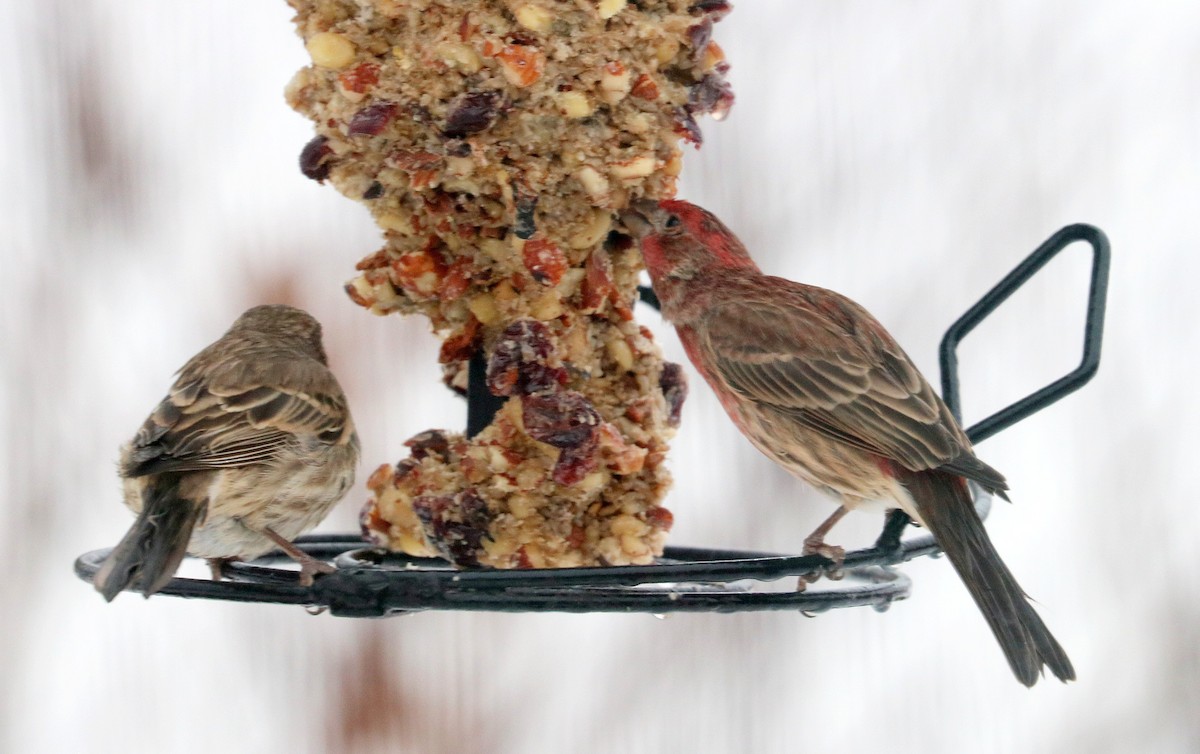 Roselin familier - ML646690067