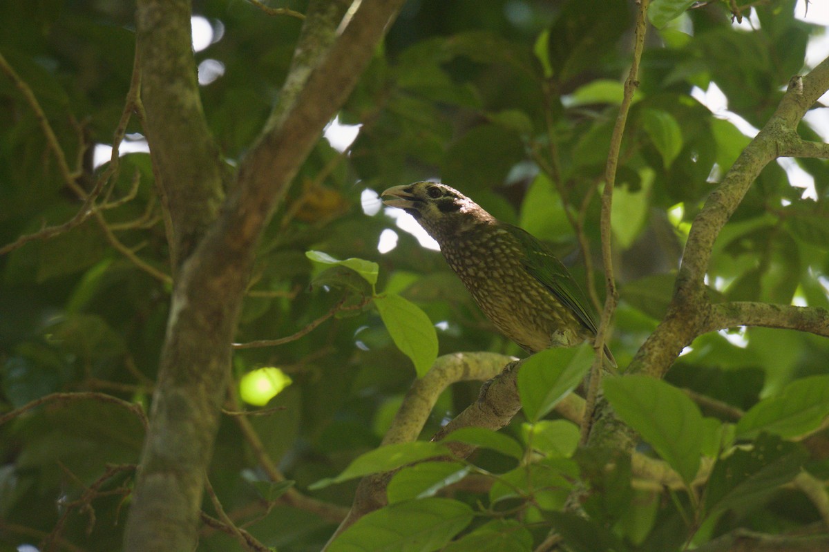 Spotted Catbird - ML646690072