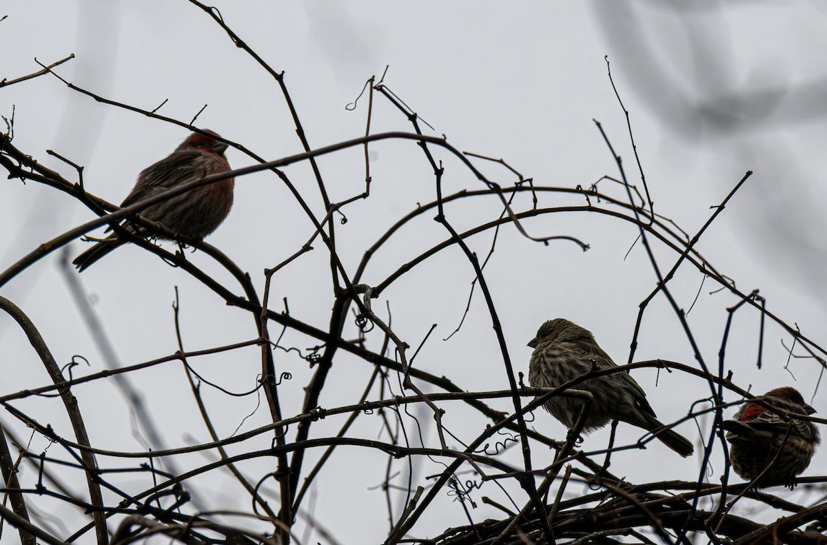 Roselin familier - ML646690075