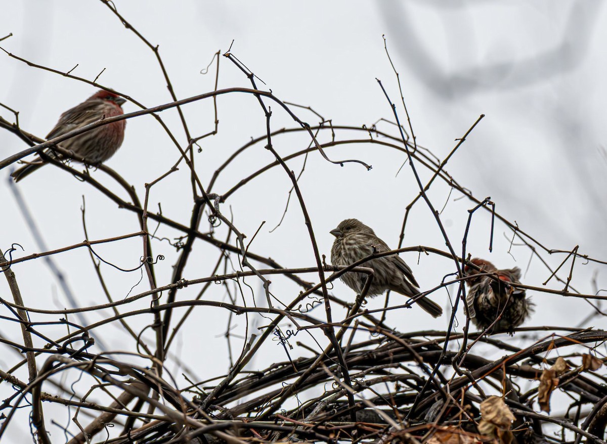 Roselin familier - ML646690076