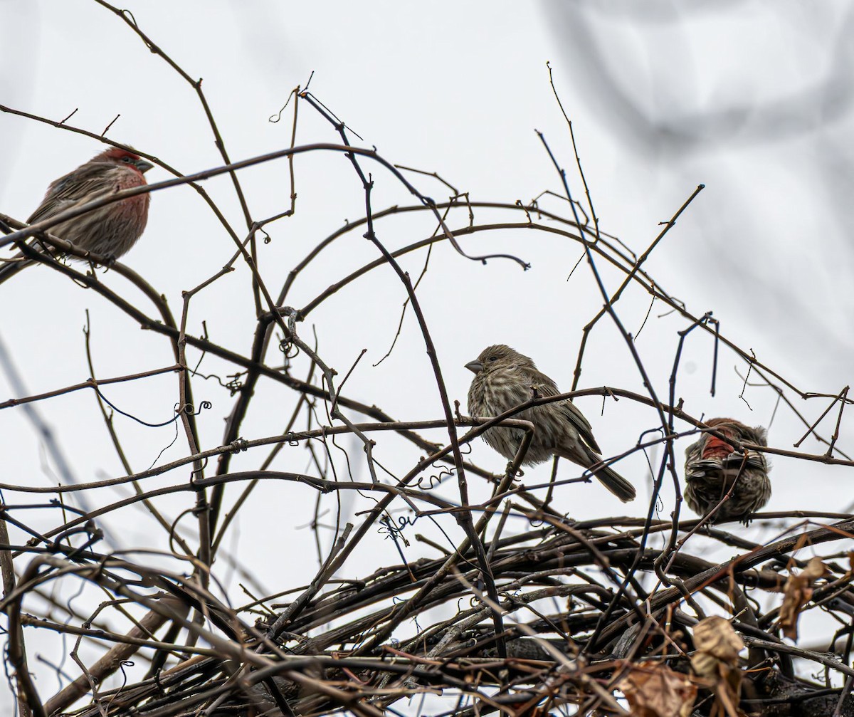 Roselin familier - ML646690077