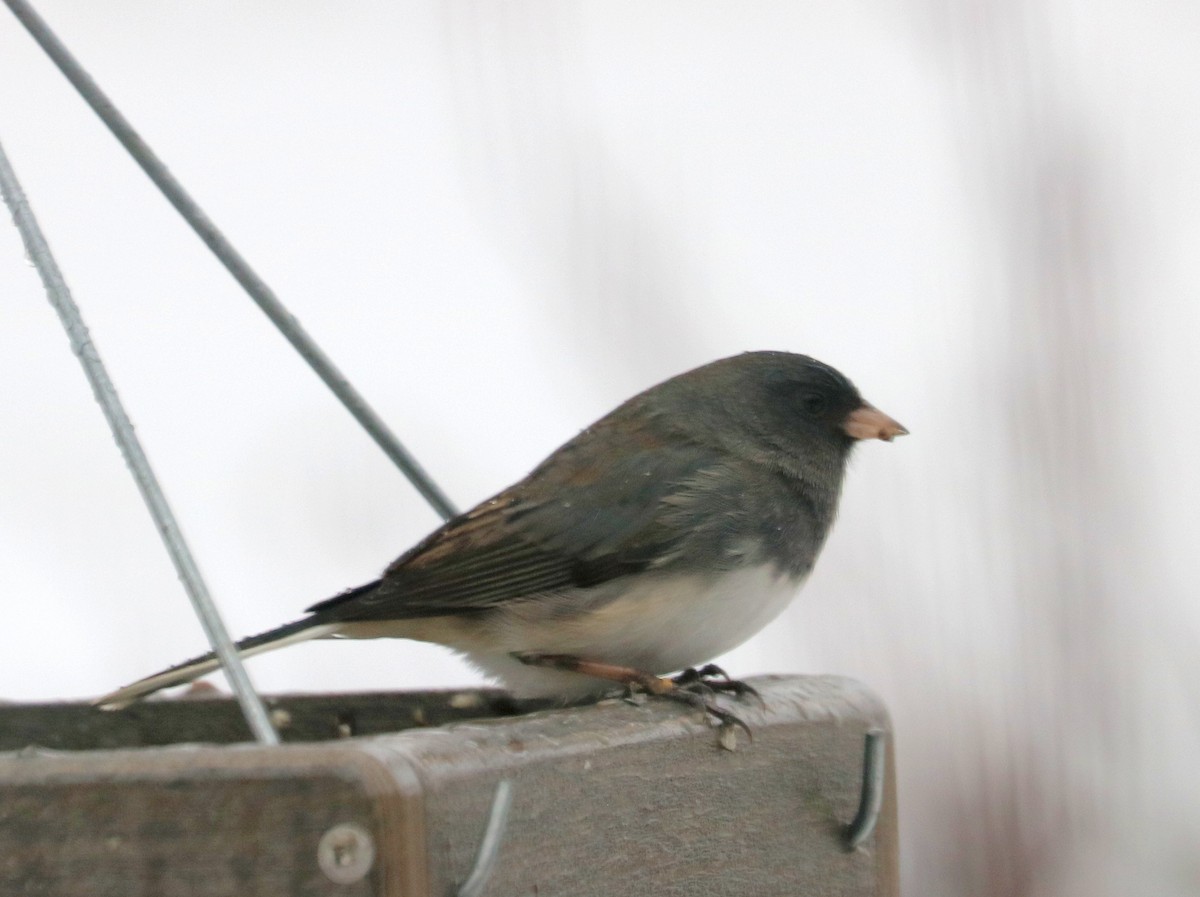 Dark-eyed Junco - ML646690078
