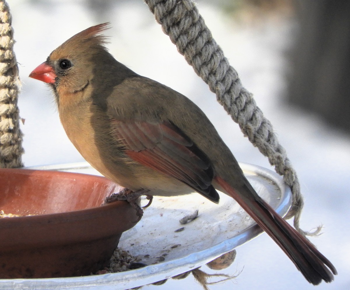 Northern Cardinal - ML646690082