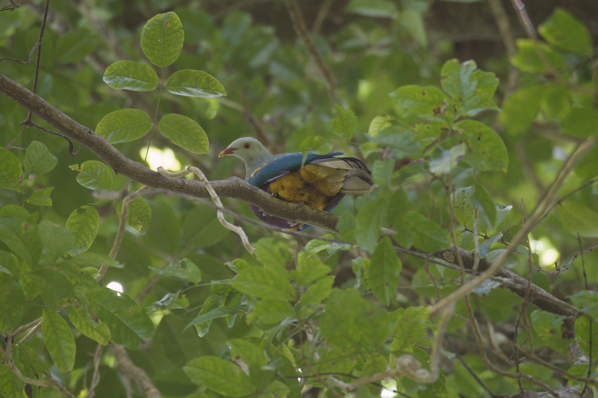 Purpurbrust-Fruchttaube - ML646690083