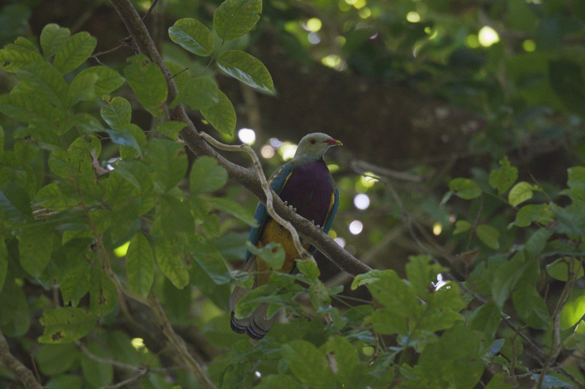 Purpurbrust-Fruchttaube - ML646690084