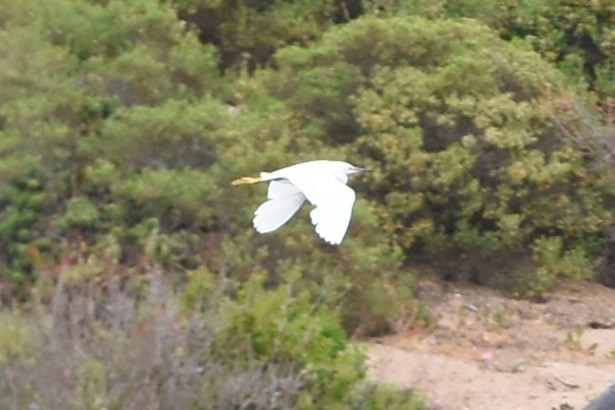 Snowy Egret - ML646690104