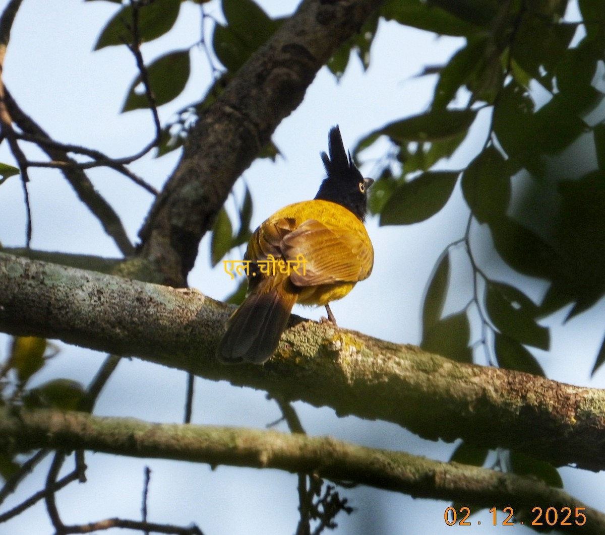 Black-crested Bulbul - ML646690106