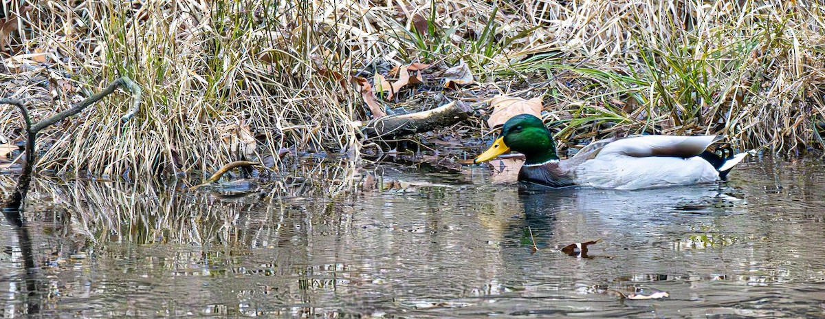 Mallard - ML646690109