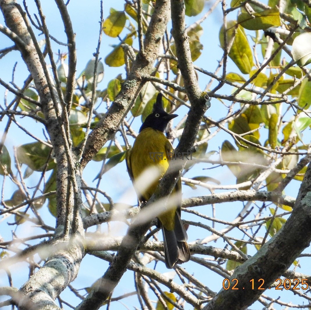 Black-crested Bulbul - ML646690110