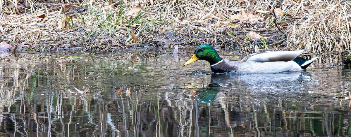 Mallard - ML646690111