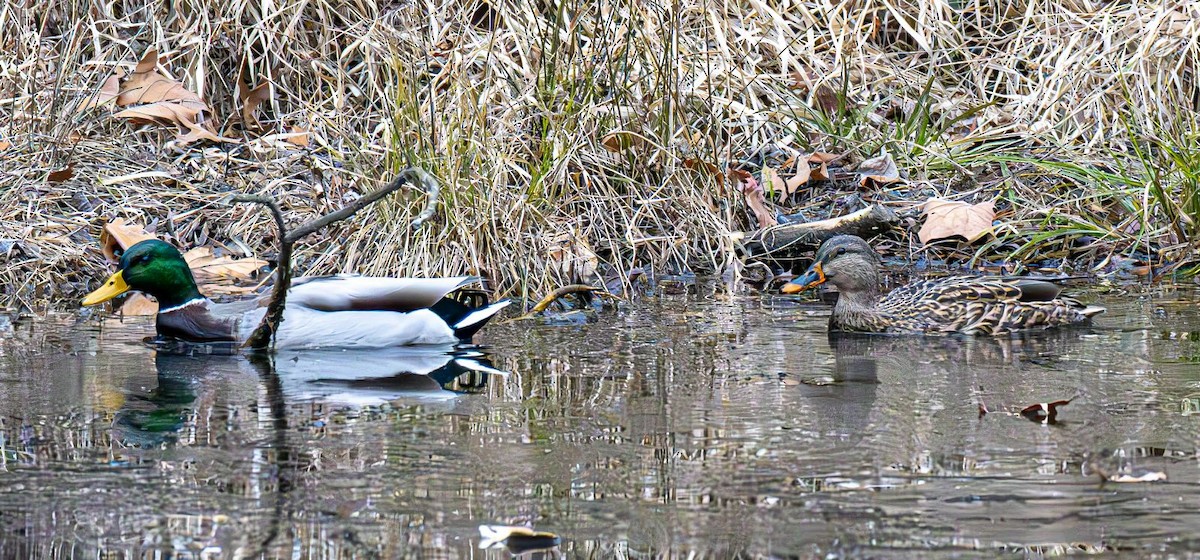 Mallard - ML646690112