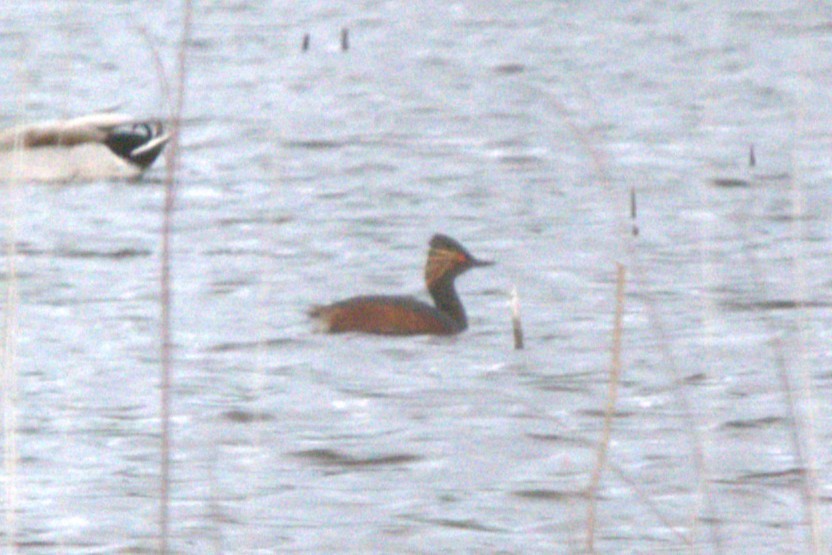 potápka černokrká - ML646690113