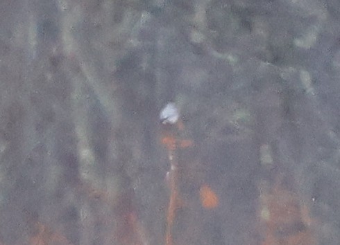 オオモズ - ML646690114