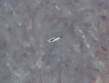 オオモズ - ML646690115